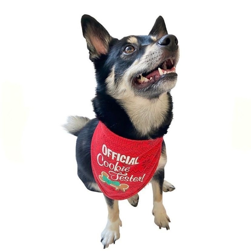 NWT Woof Official Cookie Tester Dog Bandana Red